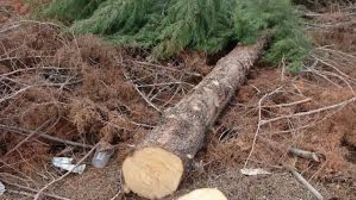Θεσσαλονίκη: Δέντρο καταπλάκωσε και τραυμάτισε άντρα κατά την ώρα εργασιών 
